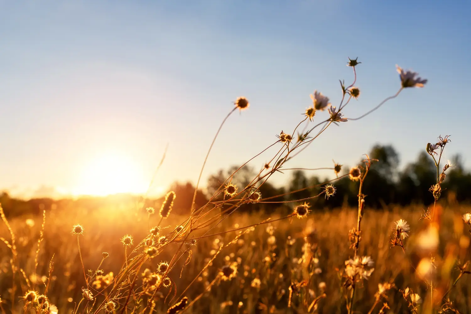 Abstrakte warme Landschaft aus trockenen Wildblumen und Graswiesen zur warmen goldenen Stunde des Sonnenuntergangs oder Sonnenaufgangs.